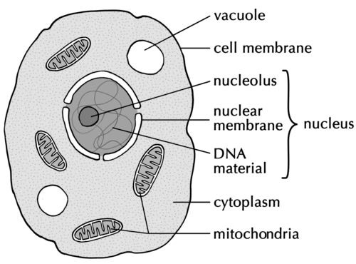 vacuole animal cell micrograph