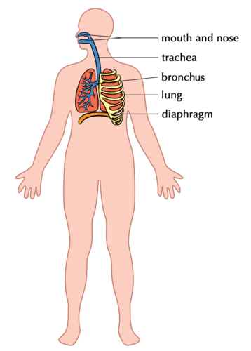 respiratory system for kids grade 5